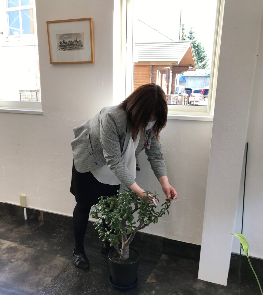 観葉植物のお手入れ 株式会社 北のハウス 観葉植物のお手入れ 株式会社 北のハウス